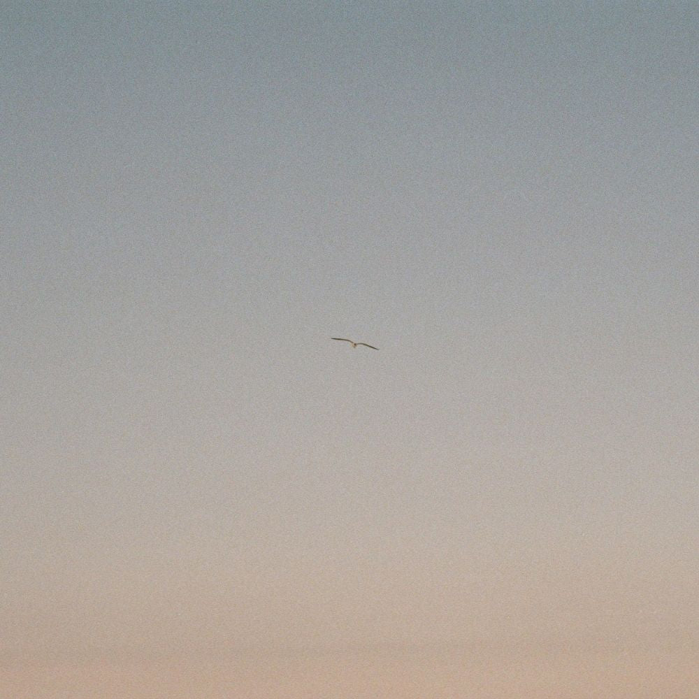 Tło Ptak Wizualizacja Przed Po